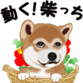 Move! Sticker of SHiba inu