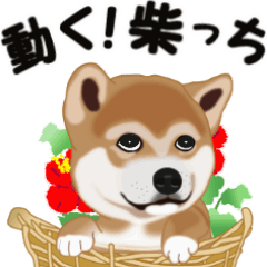 Move! Sticker of SHiba inu