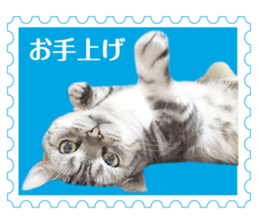 There is always a american short hair4 sticker #14284090