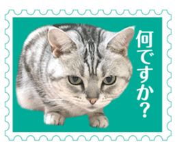 There is always a american short hair4 sticker #14284092