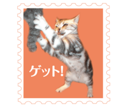 There is always a american short hair4 sticker #14284094