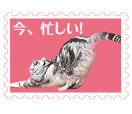 There is always a american short hair4 sticker #14284095