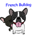 French Bulldog named Kon&Paff