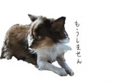chihuahua yosaku sticker #14287278