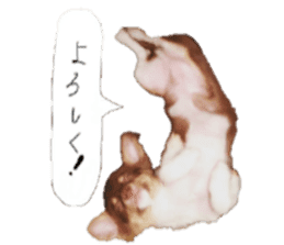 chihuahua yosaku sticker #14287307