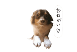 chihuahua yosaku sticker #14287308