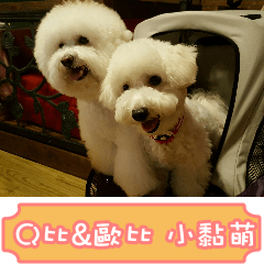 Bichon Frise~Q bi & O bi