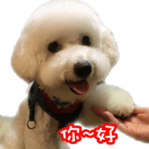 Bichon Frise~Q bi & O bi sticker #14290494