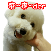Bichon Frise~Q bi & O bi sticker #14290495