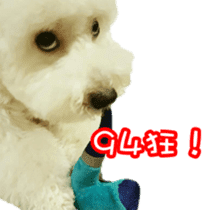 Bichon Frise~Q bi & O bi sticker #14290497