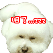 Bichon Frise~Q bi & O bi sticker #14290498
