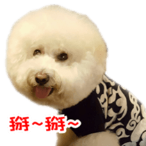 Bichon Frise~Q bi & O bi sticker #14290499