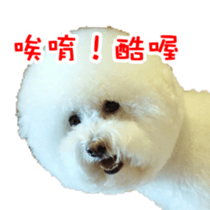 Bichon Frise~Q bi & O bi sticker #14290500