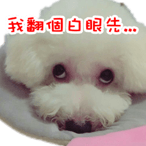 Bichon Frise~Q bi & O bi sticker #14290501