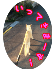 dog of dog sticker #14292234