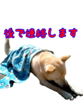 dog of dog sticker #14292237