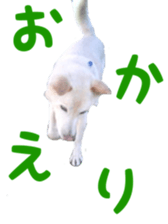 dog of dog sticker #14292241