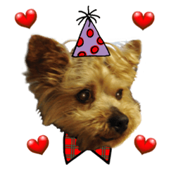 Sweet yorkie 's stickers