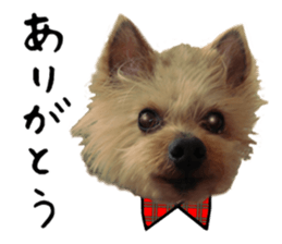 Sweet yorkie 's stickers sticker #14292478