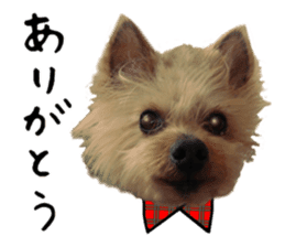 Sweet yorkie 's stickers sticker #14292478