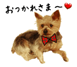 Sweet yorkie 's stickers sticker #14292479