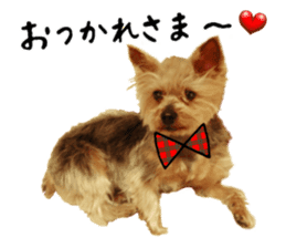 Sweet yorkie 's stickers sticker #14292479