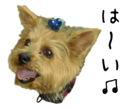Sweet yorkie 's stickers sticker #14292480