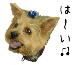 Sweet yorkie 's stickers sticker #14292480