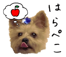 Sweet yorkie 's stickers sticker #14292481