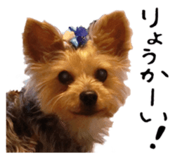 Sweet yorkie 's stickers sticker #14292482