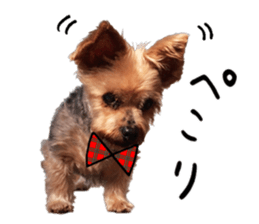 Sweet yorkie 's stickers sticker #14292483