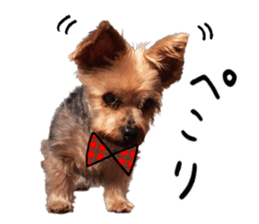 Sweet yorkie 's stickers sticker #14292483