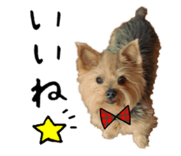Sweet yorkie 's stickers sticker #14292484