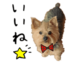 Sweet yorkie 's stickers sticker #14292484