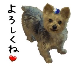 Sweet yorkie 's stickers sticker #14292485