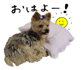 Sweet yorkie 's stickers sticker #14292486