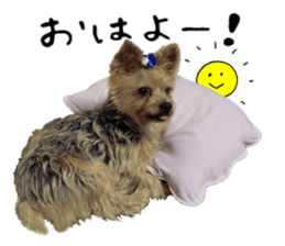 Sweet yorkie 's stickers sticker #14292486