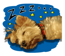 Sweet yorkie 's stickers sticker #14292487