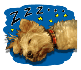 Sweet yorkie 's stickers sticker #14292487