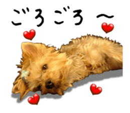 Sweet yorkie 's stickers sticker #14292488
