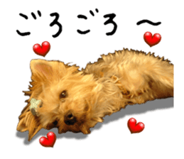 Sweet yorkie 's stickers sticker #14292488