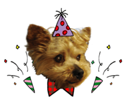 Sweet yorkie 's stickers sticker #14292489