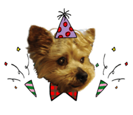 Sweet yorkie 's stickers sticker #14292489