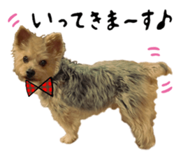 Sweet yorkie 's stickers sticker #14292490
