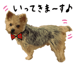 Sweet yorkie 's stickers sticker #14292490