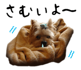 Sweet yorkie 's stickers sticker #14292491