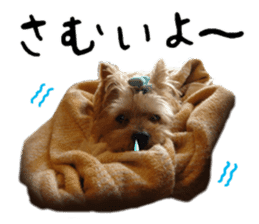 Sweet yorkie 's stickers sticker #14292491