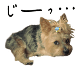 Sweet yorkie 's stickers sticker #14292492