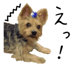 Sweet yorkie 's stickers sticker #14292493