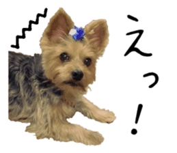 Sweet yorkie 's stickers sticker #14292493